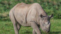 You Had Me at Rhino You Had Me at Rhino