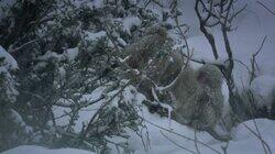Snow Snow