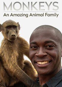 Monkeys: An Amazing Animal Family Monkeys: An Amazing Animal Family