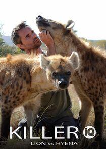 Killer IQ: Lion vs. Hyena Killer IQ: Lion vs. Hyena