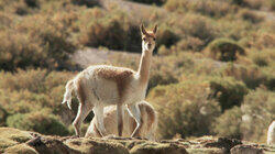 Secret Creatures of The Andes Secret Creatures of The Andes
