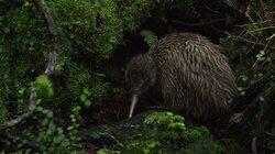 The Kiwi The Kiwi