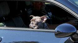 Revved Up Revved Up