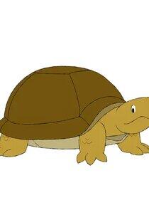 Turtle Turtle