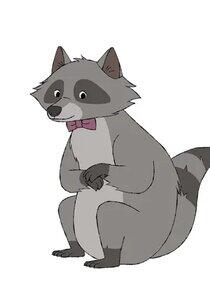 Raccoon