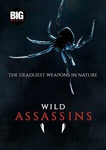 Wild Assassins Wild Assassins