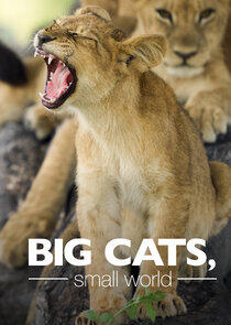 Big Cats, Small World Big Cats, Small World
