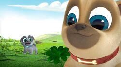 Luck of the Pug-ish Luck of the Pug-ish