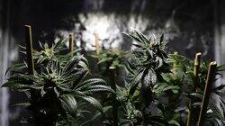 Cannabis Cannabis