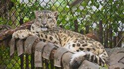Snow Leopard Surgery Snow Leopard Surgery
