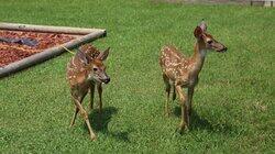 Fawn Stars Fawn Stars