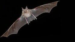 Bat Superpowers Bat Superpowers