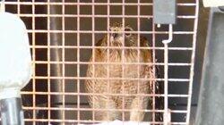 Confessions of a Poacher Confessions of a Poacher