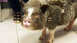 Hog Wild and Home Free Hog Wild and Home Free