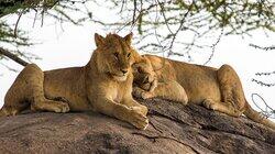 Lion's Den Lion's Den
