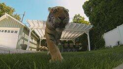 Tiger in My Backyard Tiger in My Backyard