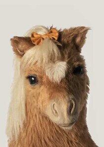 Pickle Pony Pickle Pony