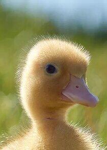 Quackety Duck Duck Quackety Duck Duck