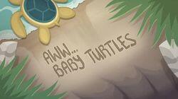 Aww... Baby Turtles Aww... Baby Turtles