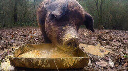 Hog Heaven Hog Heaven