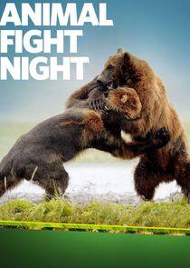 Animal Fight Night Animal Fight Night