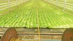 Hydroponic Lettuce, Construction Wood, Recycling, Fishing Flies Hydroponic Lettuce, Construction Wood, Recycling, Fishing Flies