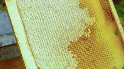 Honey, Fiber-Optics, Bricks, Pipe Organs Honey, Fiber-Optics, Bricks, Pipe Organs