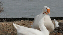 The Uplift: Love birds The Uplift: Love birds