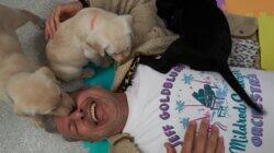 Dogs Dogs