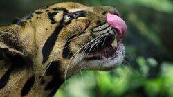 Big Cats Big Cats