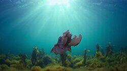 Octopus Octopus