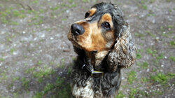 Remy, Jazz & Olive Remy, Jazz & Olive