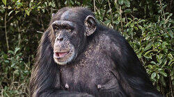 Chimp Negotiations Chimp Negotiations