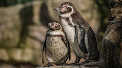 Penguin House Hunters Penguin House Hunters