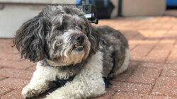 A Lhasa Apso and a Labrador Mix A Lhasa Apso and a Labrador Mix