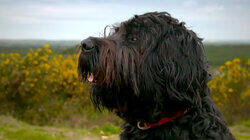 Scrumpy, Buster & Ralph Scrumpy, Buster & Ralph