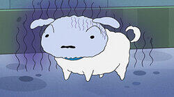 Shiro Can't Sleep / Shiro Got Fat / I'm a Fashion Leader Shiro Can't Sleep / Shiro Got Fat / I'm a Fashion Leader