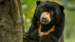 Heating Up a Sun Bear Romance