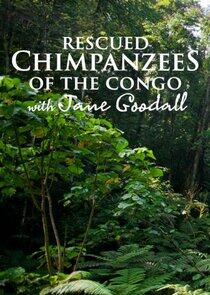 Rescued Chimpanzees of the Congo with Jane Goodall Rescued Chimpanzees of the Congo with Jane Goodall