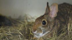Baby Bunnies, Big World Baby Bunnies, Big World