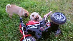 Animal Interference Animal Interference