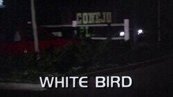 White Bird White Bird