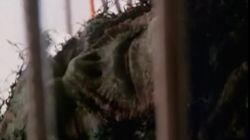 Grotesquery Grotesquery
