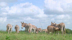 Donkeys and Dollars