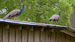 Bird Brains Bird Brains