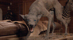 Strange Creatures Strange Creatures
