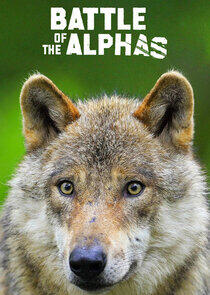 Battle of the Alphas - Season 1 Battle of the Alphas - Season 1