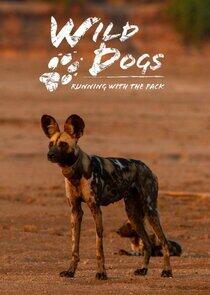 Wild Dogs: Running with the Pack Wild Dogs: Running with the Pack