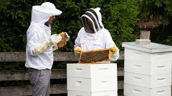 Beekeeping Beekeeping