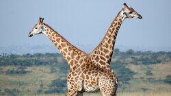 Savanna Smackdown Savanna Smackdown